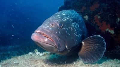 Las islas Columbretes, en busca del gran Mero
