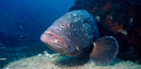 Las islas Columbretes, en busca del gran Mero