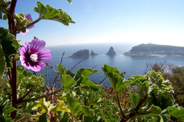 columbretes flor