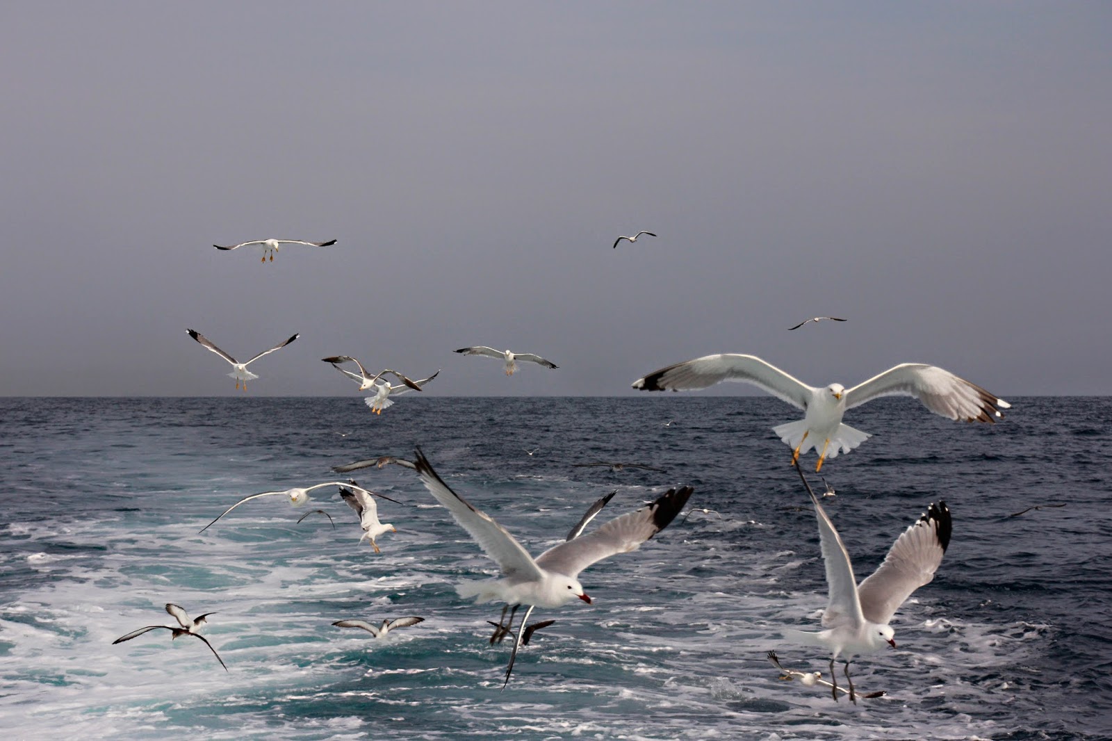 gaviotas columbretes