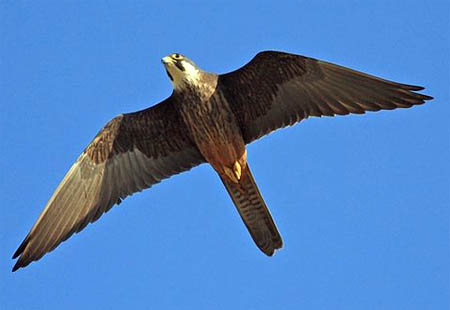 halcon de eleonor