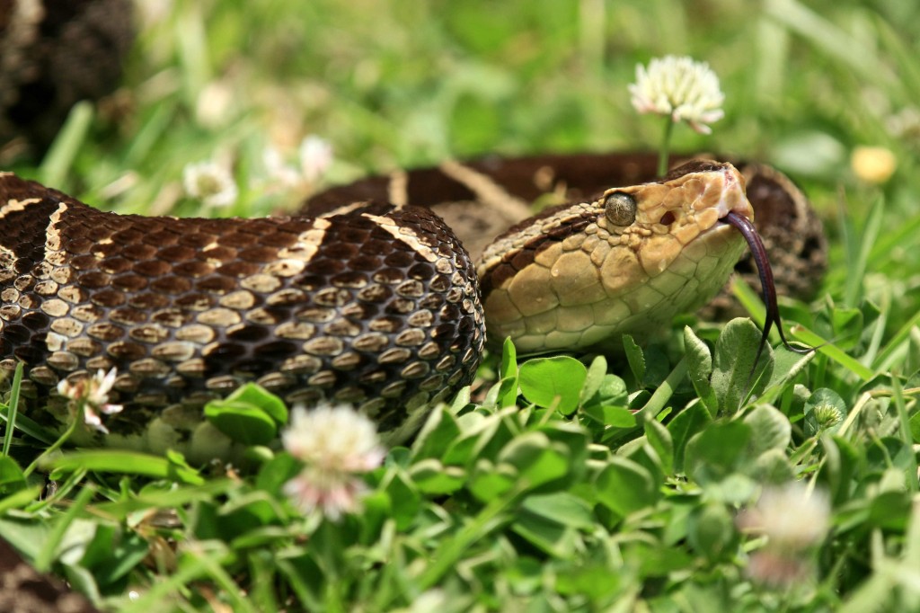 serpiente