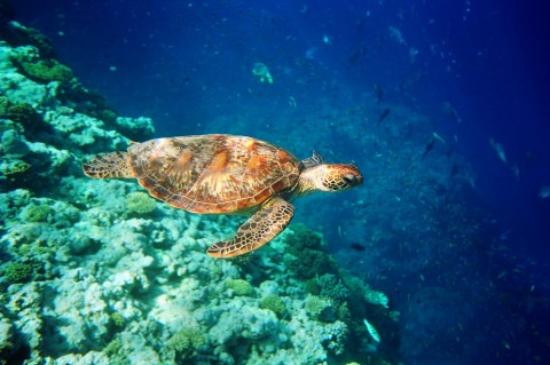 tortuga submarinismo