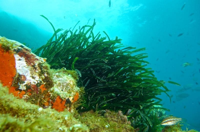 Posidonia-planta-mar